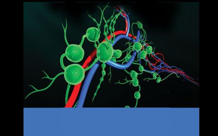 The Lymphatic System