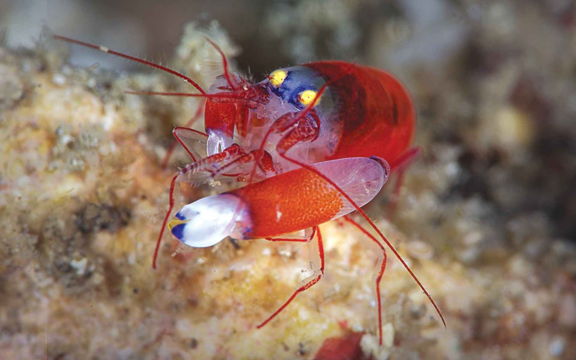 Pistol Shrimp: A Mind-blowing Gunslinger