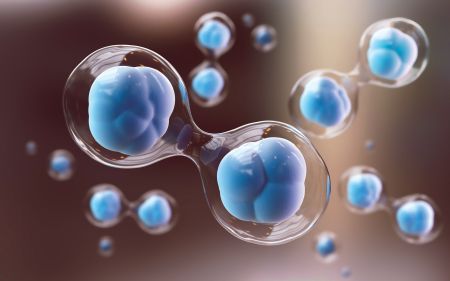 Embryonic Stem Cells